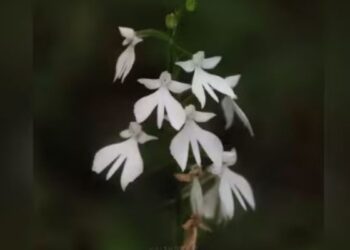 பத்தாண்டுகளுக்குப் பின் அழகர்மலையில் பூத்த அரிய ‘ஆர்கிட்’ மலர்கள்: அழிவின் விளிம்பிலுள்ள தாவரங்களை மீட்க கோரிக்கை