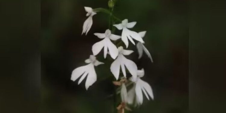பத்தாண்டுகளுக்குப் பின் அழகர்மலையில் பூத்த அரிய ‘ஆர்கிட்’ மலர்கள்: அழிவின் விளிம்பிலுள்ள தாவரங்களை மீட்க கோரிக்கை