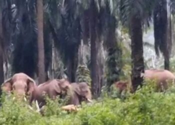 குப்பனூரில் 6 யானைகளை கிராம மக்களே விரட்டினர்