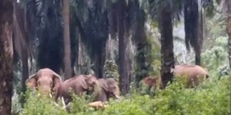 குப்பனூரில் 6 யானைகளை கிராம மக்களே விரட்டினர்