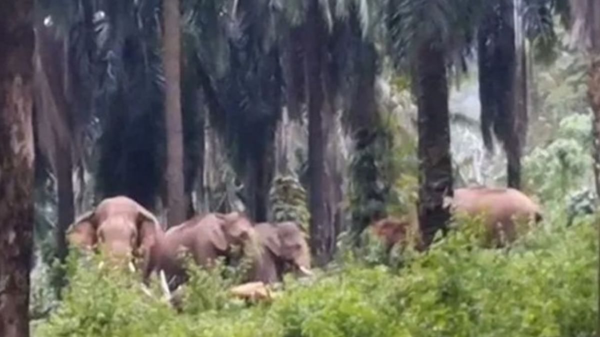 குப்பனூரில் 6 யானைகளை கிராம மக்களே விரட்டினர்