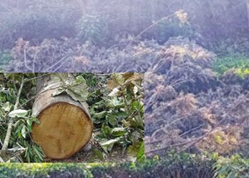 நிலச்சரிவு அபாயப் பகுதியில் மரங்கள் வெட்டிக் கடத்தல்