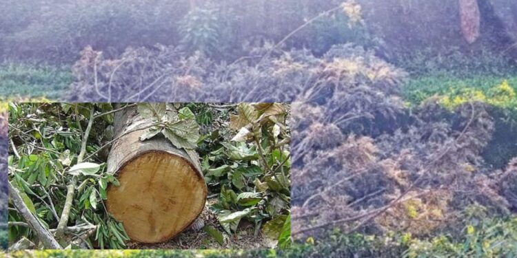 நிலச்சரிவு அபாயப் பகுதியில் மரங்கள் வெட்டிக் கடத்தல்