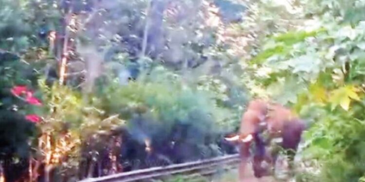 கொடைக்கானல் மலைச்சாலையில் அரசுப் பஸ்சை வழிமறித்த ஒற்றைக் காட்டு யானை