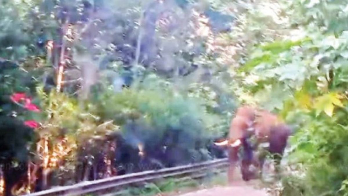 கொடைக்கானல் மலைச்சாலையில் அரசுப் பஸ்சை வழிமறித்த ஒற்றைக் காட்டு யானை