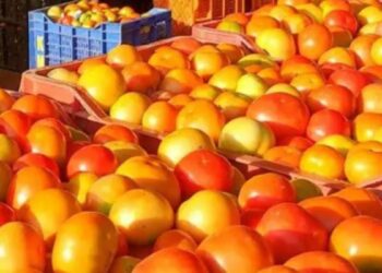 ஒட்டன்சத்திரம் சந்தையில் கிடுகிடுவென உயர்ந்த தக்காளி விலை