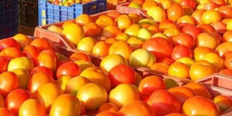 ஒட்டன்சத்திரம் சந்தையில் கிடுகிடுவென உயர்ந்த தக்காளி விலை