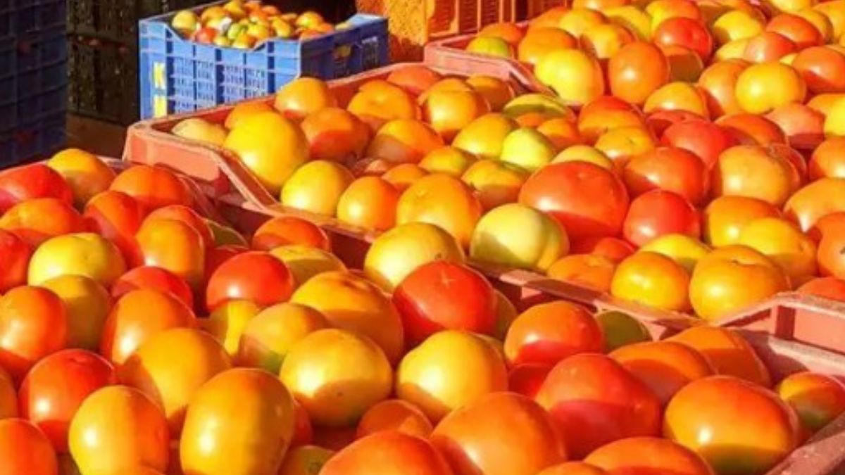 ஒட்டன்சத்திரம் சந்தையில் கிடுகிடுவென உயர்ந்த தக்காளி விலை