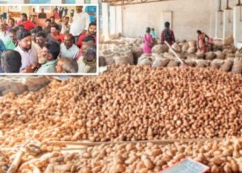 உருளைக்கிழங்கு விலை வீழ்ச்சி: மேட்டுப்பாளையம் ஏலம் பாதியில் நிறுத்தம்!