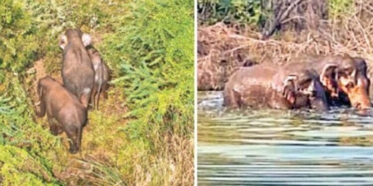 கோவை கீரணத்தம் குளத்தில் 3 காட்டு யானைகள் உற்சாக குளியல்