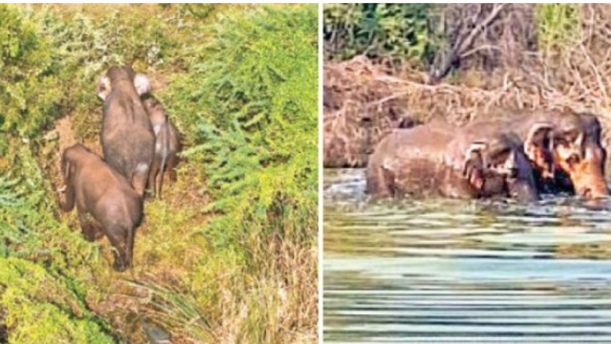 கோவை கீரணத்தம் குளத்தில் 3 காட்டு யானைகள் உற்சாக குளியல்