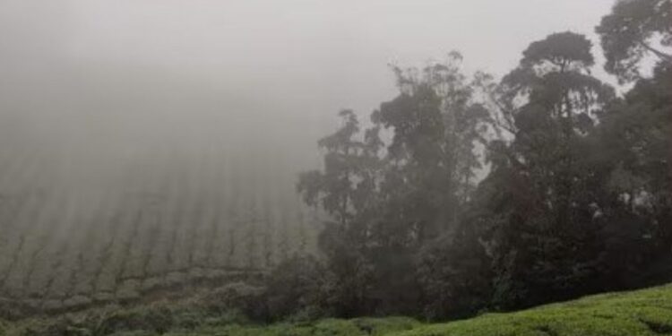 மேகமலையில் பகல் நேரத்திலும் நீடிக்கும் கடும் உறைபனி  பனிமூட்டத்தால் சுற்றுலாப் பயணிகள் வருகை குறைந்து