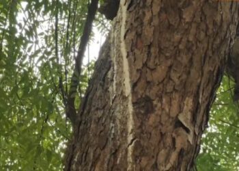 விநாயகர் கோயில் வேப்ப மரத்தில் பால் வடிந்தது – பட்டுச் சேலை கட்டி பொதுமக்கள் வழிபாடு!