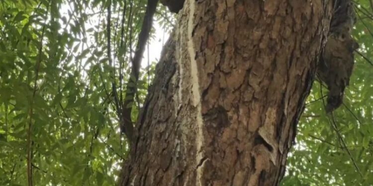 விநாயகர் கோயில் வேப்ப மரத்தில் பால் வடிந்தது – பட்டுச் சேலை கட்டி பொதுமக்கள் வழிபாடு!