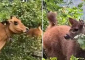 கொடைக்கானலில் மான் குட்டியைத் தனது கன்று என நினைத்து வருடிய பசு