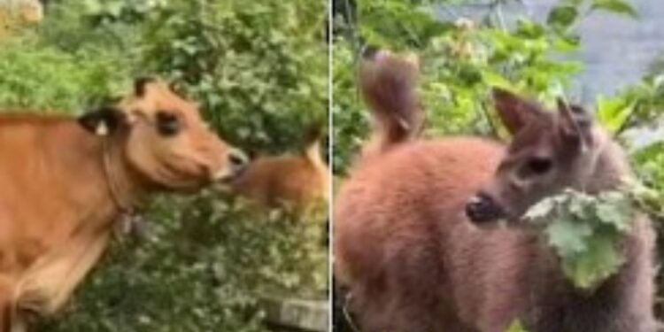 கொடைக்கானலில் மான் குட்டியைத் தனது கன்று என நினைத்து வருடிய பசு