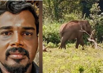 மலையடிவார கிராமங்களில் தொடரும் வனவிலங்கு அட்டகாசம்  அனுமதியற்ற மின்வேலிகளால் நேரும் பேராபத்து