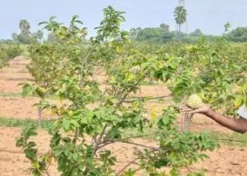 வறண்ட நிலத்தில் பழச்சோலை வேடசந்தூரில் மலைப்பிரதேசப் பழங்களைப் பயிரிட்டு ஓய்வுபெற்ற ஆசிரியர்  சாதனை