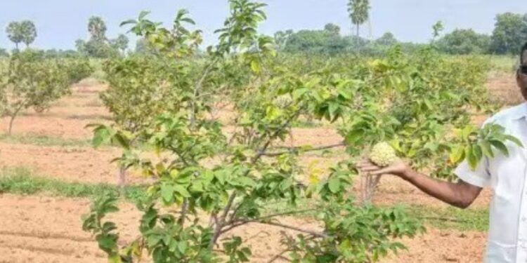 வறண்ட நிலத்தில் பழச்சோலை வேடசந்தூரில் மலைப்பிரதேசப் பழங்களைப் பயிரிட்டு ஓய்வுபெற்ற ஆசிரியர்  சாதனை