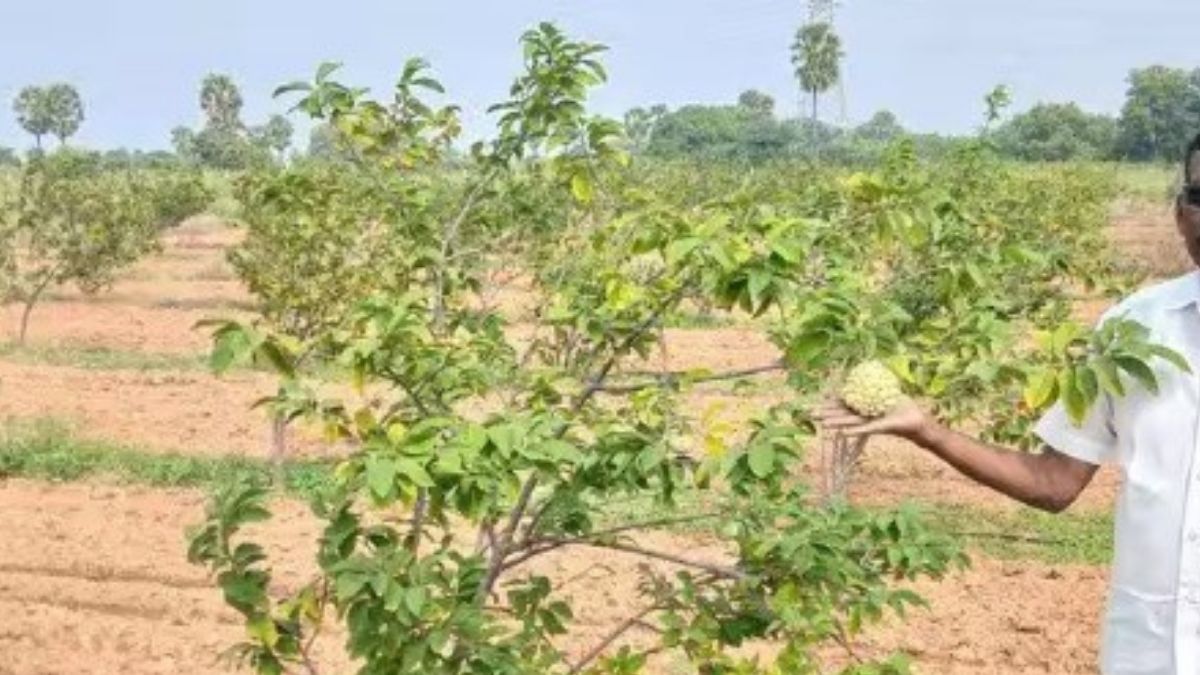 வறண்ட நிலத்தில் பழச்சோலை வேடசந்தூரில் மலைப்பிரதேசப் பழங்களைப் பயிரிட்டு ஓய்வுபெற்ற ஆசிரியர்  சாதனை