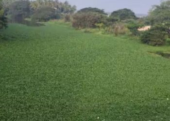 பழநி சண்முக நதியில் படர்ந்துள்ள அமலைச் செடிகள் புனித நீராட முடியாமல் பாதயாத்திரை பக்தர்கள் அவதி