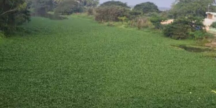 பழநி சண்முக நதியில் படர்ந்துள்ள அமலைச் செடிகள் புனித நீராட முடியாமல் பாதயாத்திரை பக்தர்கள் அவதி