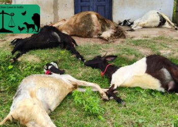 கால்நடைகள் மீது விஷம் வைத்து கொலை கூலி வேலை செய்பவர் கைது