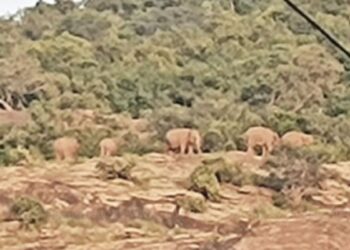 மூணாறு 7 யானைகள் முகாமிட்டுள்ளதால் வாகன ஓட்டிகளுக்கு வனத்துறை எச்சரிக்கை!