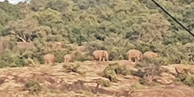 மூணாறு 7 யானைகள் முகாமிட்டுள்ளதால் வாகன ஓட்டிகளுக்கு வனத்துறை எச்சரிக்கை!