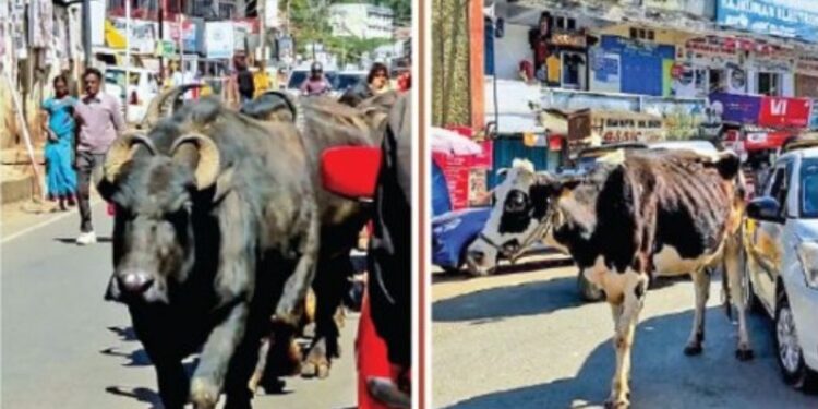 ஊட்டி: சாலைகளில் உலா வரும் கால்நடைகள் சுற்றுலாப் பயணிகள் தவிப்பு!