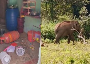 தடாகம் பகுதியில் ‘வேட்டையன்’ யானையின் அட்டகாசம் வீட்டின் கதவை உடைத்து சர்க்கரை உண்ட சுவாரஸ்யம்