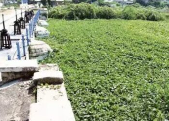 தென்கரை வாய்க்காலில் படர்ந்துள்ள ஆகாயத்தாமரை  கடைமடைக்கு நீர் செல்லாததால் சம்பா சாகுபடி பாதிப்பு