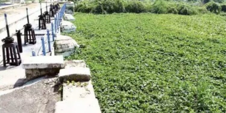 தென்கரை வாய்க்காலில் படர்ந்துள்ள ஆகாயத்தாமரை  கடைமடைக்கு நீர் செல்லாததால் சம்பா சாகுபடி பாதிப்பு