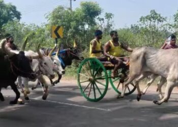 தேனி கோட்டூர் கோபிநாதசுவாமி கோவில் திருவிழா  200 ஜோடி மாடுகள் சீறிப்பாய்ந்த ரேக்ளா பந்தயம்