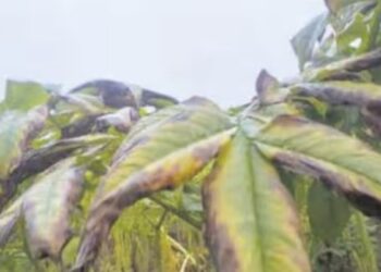 அரவக்குறிச்சியில் உறையவைக்கும் கடும் பனி: கருகும் சேனைக்கிழங்கு பயிர்களால் விவசாயிகள் கவலை