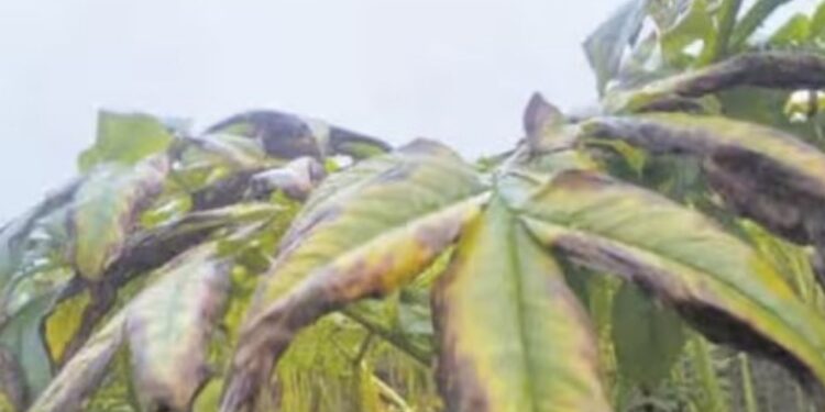 அரவக்குறிச்சியில் உறையவைக்கும் கடும் பனி: கருகும் சேனைக்கிழங்கு பயிர்களால் விவசாயிகள் கவலை