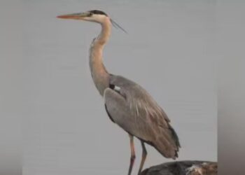 தேனி மாவட்டத்தில் பறவைகள் கணக்கெடுப்புத் தீவிரம் வைகை அணையில் அரிய வகை பறவை இனங்கள் கண்டறியப்பட்டன