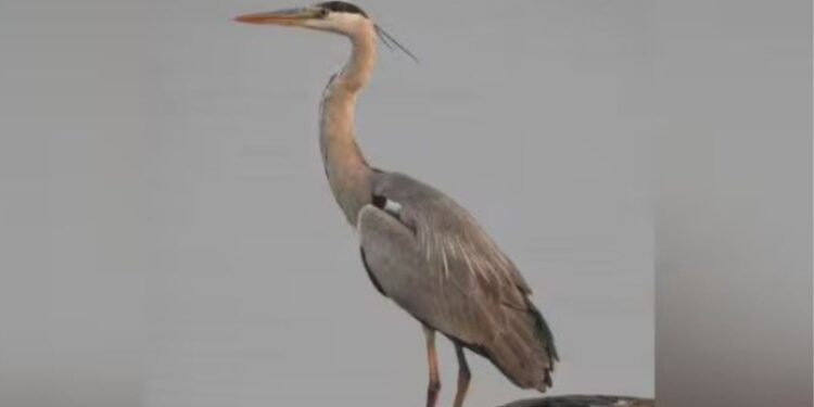 தேனி மாவட்டத்தில் பறவைகள் கணக்கெடுப்புத் தீவிரம் வைகை அணையில் அரிய வகை பறவை இனங்கள் கண்டறியப்பட்டன