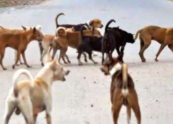 வேம்பார்பட்டியில் தெருநாய்களுக்குப் பாதுகாப்பு வளையம் ஏற்படுத்திய கால்நடைத் துறை!