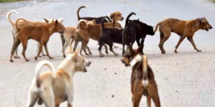 வேம்பார்பட்டியில் தெருநாய்களுக்குப் பாதுகாப்பு வளையம் ஏற்படுத்திய கால்நடைத் துறை!