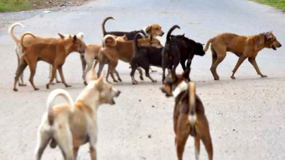 வேம்பார்பட்டியில் தெருநாய்களுக்குப் பாதுகாப்பு வளையம் ஏற்படுத்திய கால்நடைத் துறை!