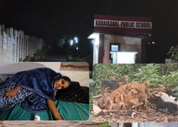 கொடைக்கானலில் அதிர்ச்சி: பள்ளி வளாகத்திற்குள் பெண்ணைக் கடித்துக் குதறிய 8 தெருநாய்கள் – பாதுகாப்பு குறித்துப் பெற்றோர் அச்சம்!