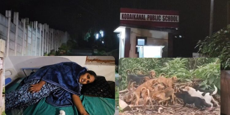 கொடைக்கானலில் அதிர்ச்சி: பள்ளி வளாகத்திற்குள் பெண்ணைக் கடித்துக் குதறிய 8 தெருநாய்கள் – பாதுகாப்பு குறித்துப் பெற்றோர் அச்சம்!