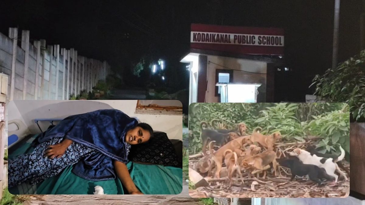 கொடைக்கானலில் அதிர்ச்சி: பள்ளி வளாகத்திற்குள் பெண்ணைக் கடித்துக் குதறிய 8 தெருநாய்கள் – பாதுகாப்பு குறித்துப் பெற்றோர் அச்சம்!
