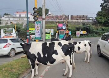 கொடைக்கானல் சாலைகளில் உலவும் மாடுகள் பறிமுதல் செய்யப்பட்டு ஏலம் விடப்படும் – ஆணையாளர் எச்சரிக்கை!