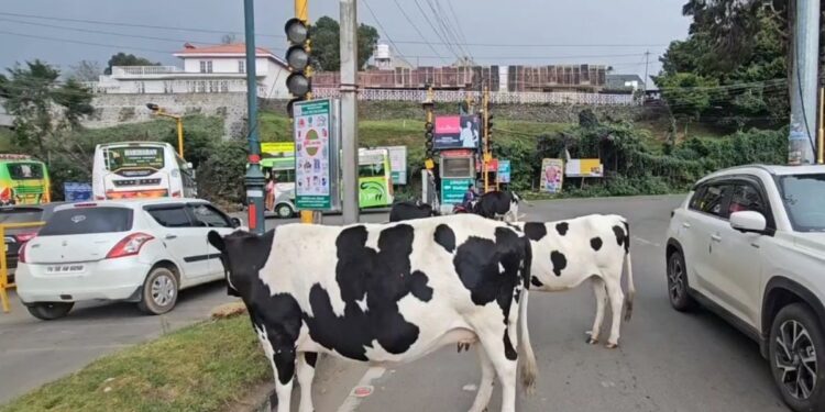 கொடைக்கானல் சாலைகளில் உலவும் மாடுகள் பறிமுதல் செய்யப்பட்டு ஏலம் விடப்படும் – ஆணையாளர் எச்சரிக்கை!