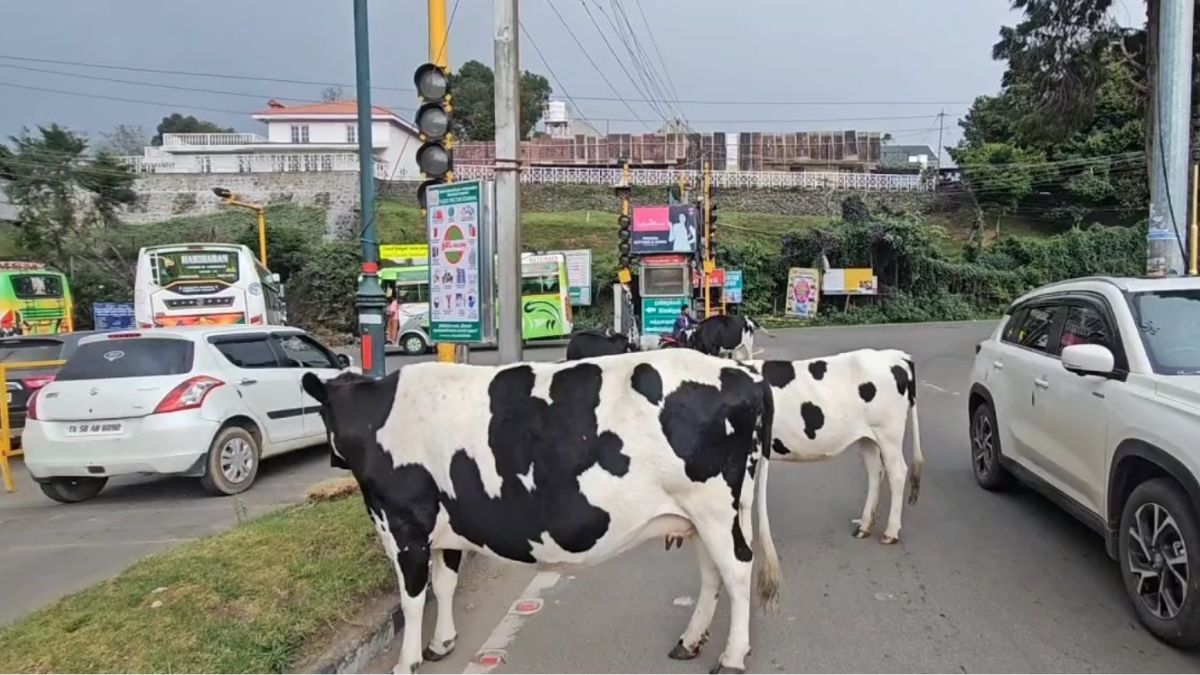 கொடைக்கானல் சாலைகளில் உலவும் மாடுகள் பறிமுதல் செய்யப்பட்டு ஏலம் விடப்படும் – ஆணையாளர் எச்சரிக்கை!