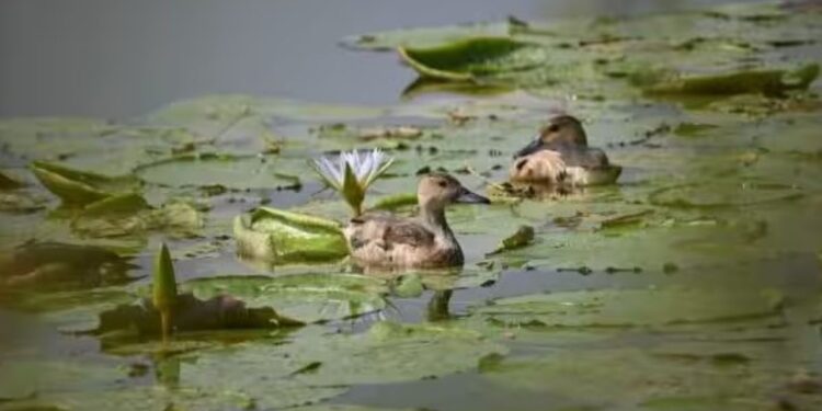 ஐரோப்பாவின் ‘வெஸ்டர்ன் ஹவுஸ் மார்ட்டின்’ பறவை ராஜபாளையம் மற்றும் கோவையில் கண்டறியப்பட்டது!