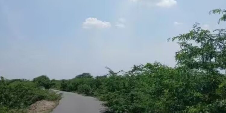 தோப்பூர் – சத்திரம் சாலையில் ஆக்கிரமித்துள்ள சீமை கருவேல மரங்கள் விபத்து அபாயத்தால் வாகன ஓட்டிகள் பீதி!