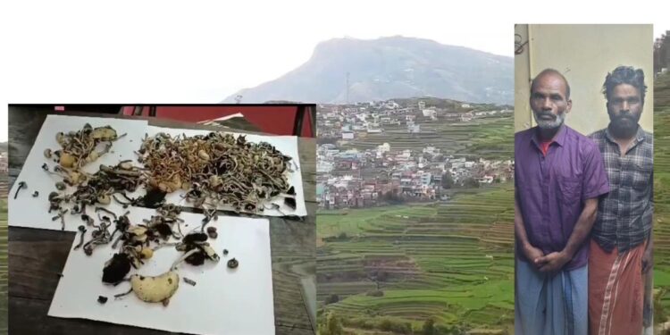  கொடைக்கானல் கும்பூரில் போதை காளான் விற்பனை: சுற்றுலாப் பயணிகளை குறிவைத்த இருவர் கைது